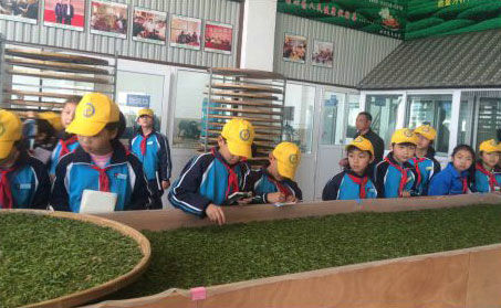 各地學(xué)生來玉環(huán)火山茶基地實(shí)地參觀體驗(yàn)玉環(huán)火山茶制作流程。